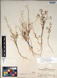 Descurainia pinnata subsp. glabra image