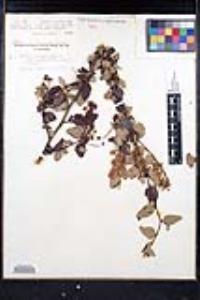 Ceanothus oliganthus var. orcuttii image
