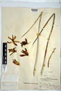 Hesperoyucca whipplei image