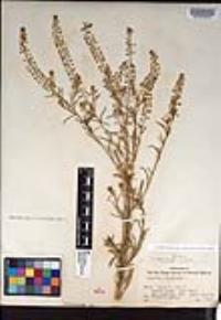 Lepidium virginicum subsp. menziesii image