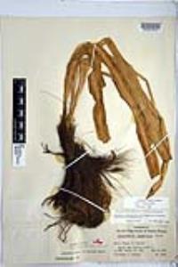 Chlorogalum pomeridianum image