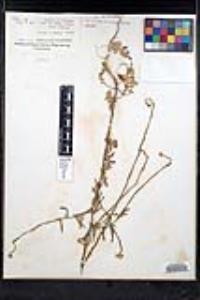 Sisymbrium officinale image