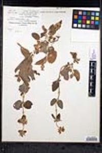 Stachys rigida var. quercetorum image