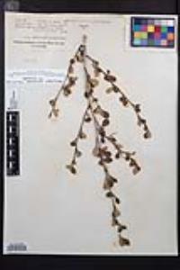 Cercocarpus montanus image
