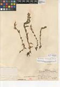 Epilobium halleanum image