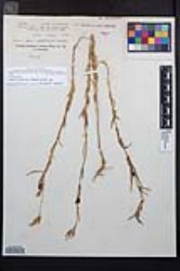 Clarkia purpurea image
