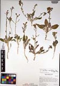 Chylismia claviformis var. peirsonii image