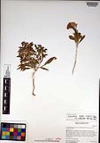 Eremothera boothii var. condensata image
