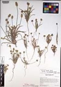 Plantago ovata image