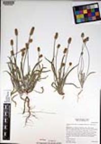 Plantago ovata image