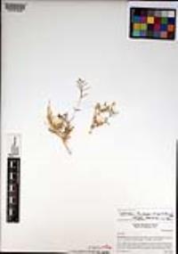 Leptosiphon floribundum image