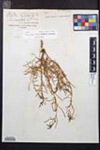 Camissonia strigulosa image