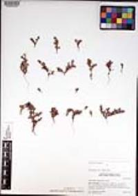 Chorizanthe interposita image