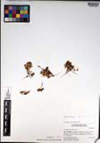 Chorizanthe procumbens image