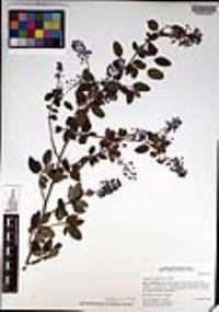 Ceanothus tomentosus var. olivaceus image