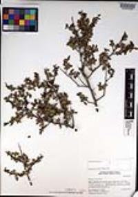 Rhamnus crocea image