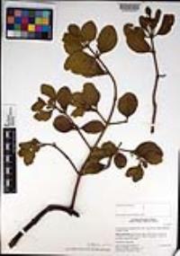 Phoradendron leucarpum subsp. macrophyllum image