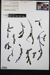 Elodea canadensis image