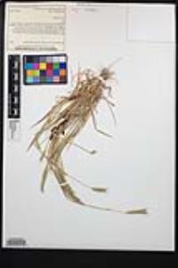 Hordeum depressum image