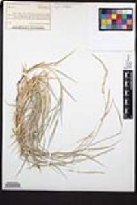 Muhlenbergia californica image