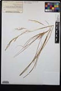 Stipa lepida image