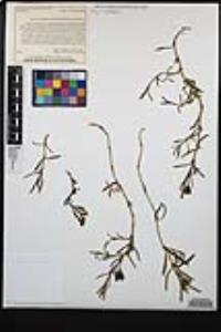 Jaumea carnosa image