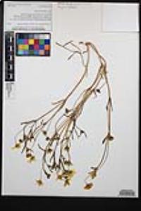 Lasthenia glabrata subsp. coulteri image