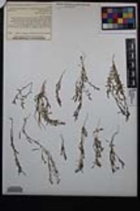 Lepidium virginicum var. robinsonii image