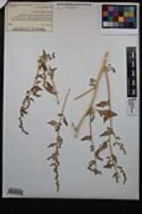 Atriplex rosea image