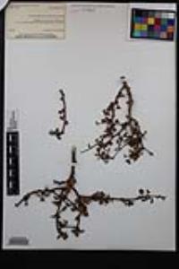 Euphorbia misera image