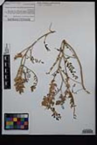 Astragalus lentiginosus var. variabilis image