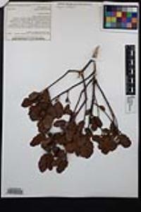 Quercus berberidifolia image
