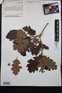 Quercus lobata image