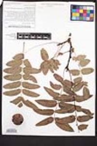 Juglans californica image