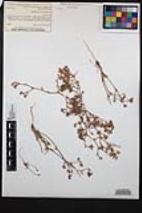 Chorizanthe xanti image