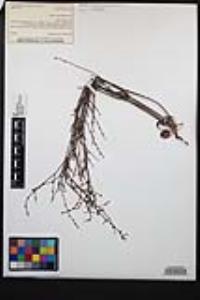 Eriogonum gracile image