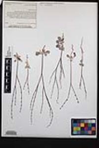Eriogonum gracile var. incultum image