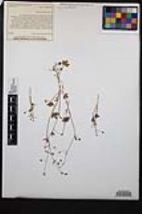 Ranunculus hebecarpus image