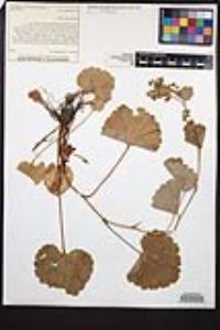 Boykinia rotundifolia image