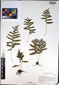 Polypodium californicum image