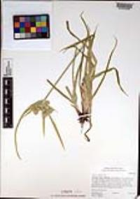 Cyperus eragrostis image