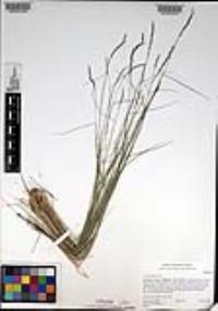 Agrostis pallens image