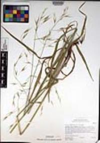 Bromus carinatus var. carinatus image