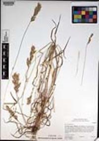 Bromus hordeaceus image