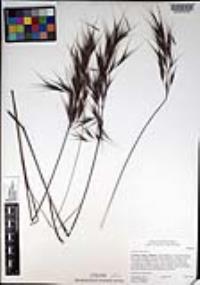 Bromus madritensis image