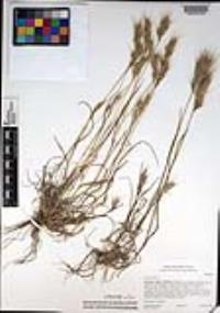 Bromus rubens image