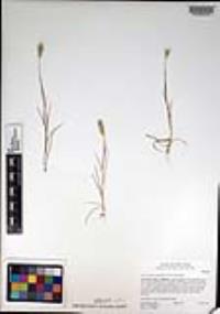 Hordeum depressum image