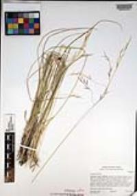 Nassella pulchra image