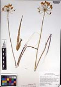 Bloomeria crocea var. crocea image