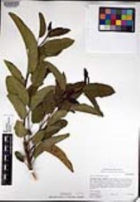 Malosma laurina image